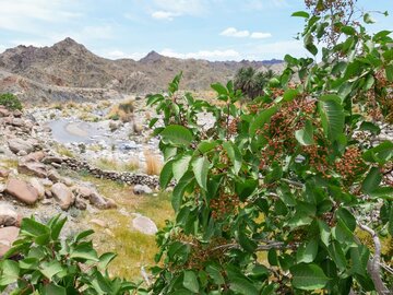 رویش گیاهان دارویی در ریگان