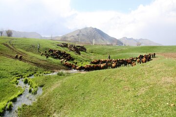 جلوه‌های زیبایی از بهار در مناطق روستایی مهاباد