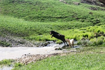 جلوه‌های زیبایی از بهار در مناطق روستایی مهاباد