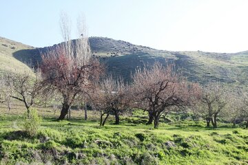 جلوه‌های زیبایی از بهار در مناطق روستایی مهاباد