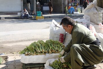 بازار گیاهان خوراکی در مهاباد