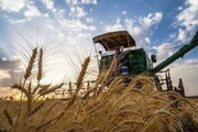 ۱۸۰هزار تن گندم در خوزستان به قیمت تضمینی خریداری شد