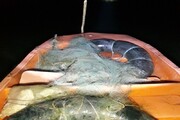 کشف ۵۰۰ متر تور ماهیگیری در تالاب بین‌المللی کانی‌برازان 