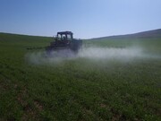 ۱۱۷ هزار هکتار از مزارع غلات آذربایجان‌غربی علیه آفت سن سمپاشی شد
