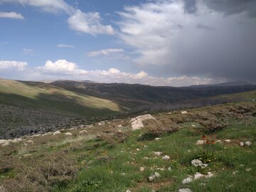 Les champs de tulipes renversées à Chahar Mahal et Bakhtiari, à l'ouest de l'Iran