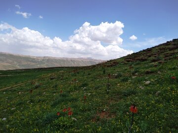 Les champs de tulipes renversées à Chahar Mahal et Bakhtiari, à l'ouest de l'Iran