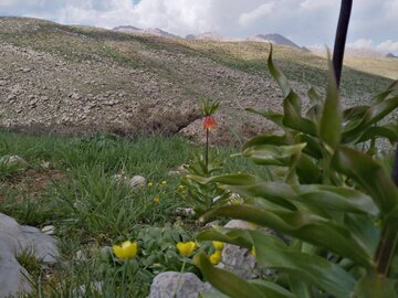 Les champs de tulipes renversées à Chahar Mahal et Bakhtiari, à l'ouest de l'Iran