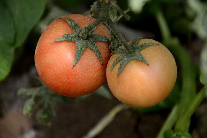 ۷۰ درصد گلخانه‌های خاش به کشت گوجه فرنگی اختصاص یافت