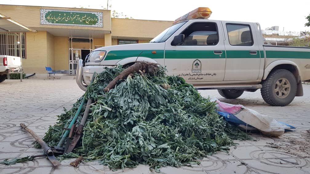 ۲۵۰ کیلوگرم گیاه بیلهر در شهرستان پاسارگاد توقیف شد