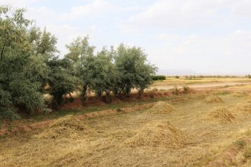 آغاز برداشت جو در خور و بیابانک