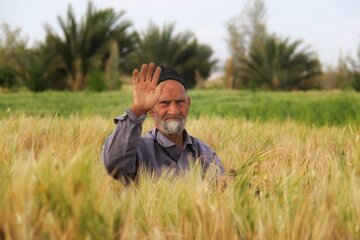 آغاز برداشت خوشه های طلایی جو در خور و بیابانک