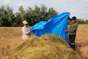 آغاز برداشت خوشه های طلایی جو در خور و بیابانک