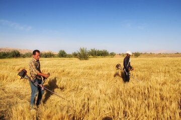 آغاز برداشت خوشه های طلایی جو در خور و بیابانک