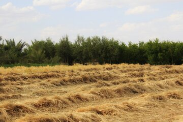 آغاز برداشت خوشه های طلایی جو در خور و بیابانک