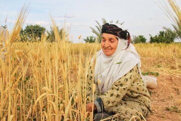 آغاز برداشت خوشه های طلایی جو در خور و بیابانک