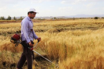 آغاز برداشت خوشه های طلایی جو در خور و بیابانک