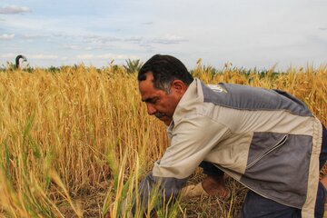 آغاز برداشت خوشه های طلایی در خور و بیابانک