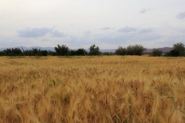 آغاز برداشت خوشه های طلایی در خور و بیابانک