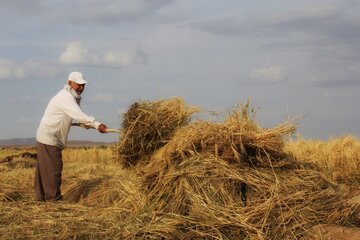 آغاز برداشت خوشه های طلایی در خور و بیابانک