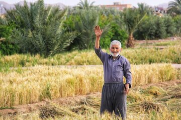 آغاز برداشت خوشه های طلایی در خور و بیابانک