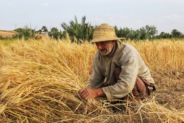 آغاز برداشت خوشه های طلایی در خور و بیابانک