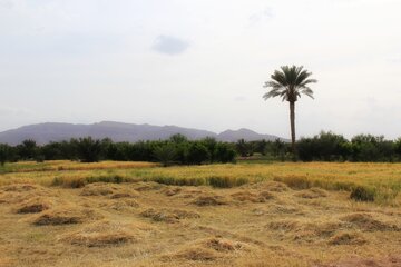 آغاز برداشت خوشه های طلایی در خور و بیابانک