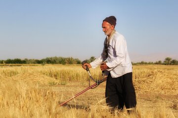 آغاز برداشت خوشه های طلایی در خور و بیابانک