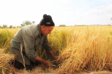 آغاز برداشت خوشه های طلایی در خور و بیابانک