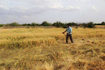 آغاز برداشت خوشه های طلایی در خور و بیابانک