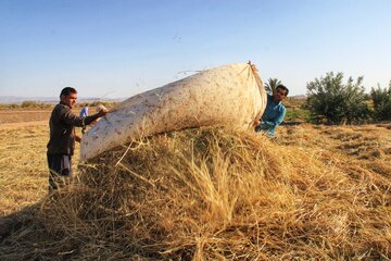 آغاز برداشت خوشه های طلایی در خور و بیابانک