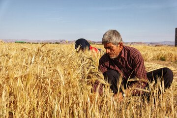 آغاز برداشت خوشه های طلایی در خور و بیابانک