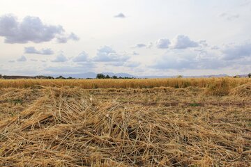 آغاز برداشت خوشه های طلایی در خور و بیابانک