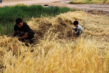 آغاز برداشت خوشه های طلایی در خور و بیابانک