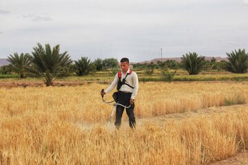 آغاز برداشت خوشه های طلایی در خور و بیابانک