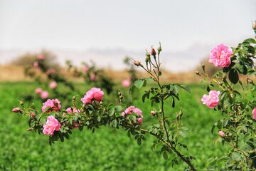 مزرعه گل محمدی در روستای جعفرآباد خور و بیابانک