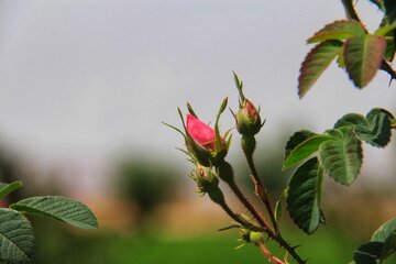 مزرعه گل محمدی در روستای جعفرآباد خور و بیابانک