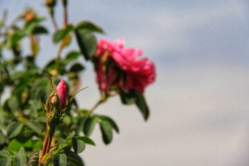 مزرعه گل محمدی در روستای جعفرآباد خور و بیابانک