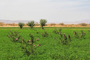 مزرعه گل محمدی در روستای جعفرآباد خور و بیابانک