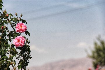 مزرعه گل محمدی در روستای جعفرآباد خور و بیابانک