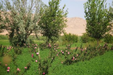 مزرعه گل محمدی در روستای جعفرآباد خور و بیابانک