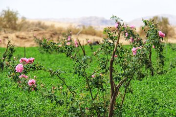 مزرعه گل محمدی در روستای جعفرآباد خور و بیابانک