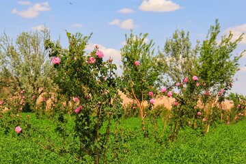 مزرعه گل محمدی در روستای جعفرآباد خور و بیابانک