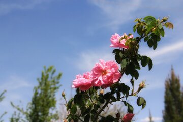 مزرعه گل محمدی در روستای جعفرآباد خور و بیابانک