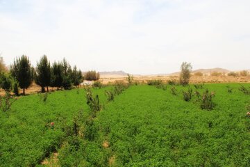 مزرعه گل محمدی در روستای جعفرآباد خور و بیابانک