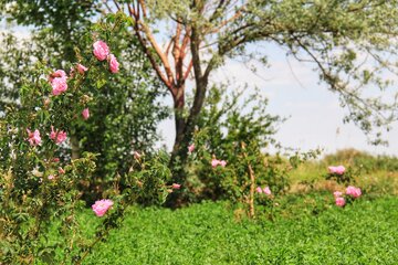 مزرعه گل محمدی در روستای جعفرآباد خور و بیابانک