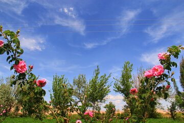 مزرعه گل محمدی در روستای جعفرآباد خور و بیابانک