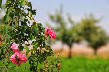 مزرعه گل محمدی در روستای جعفرآباد خور و بیابانک