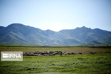 Beauties of spring in western Iran on the slopes of Mount Shahu