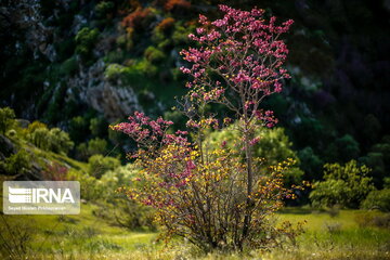 Beauties of spring in western Iran on the slopes of Mount Shahu