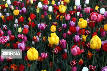 Tulips Fest in the Industrial Capital of Iran